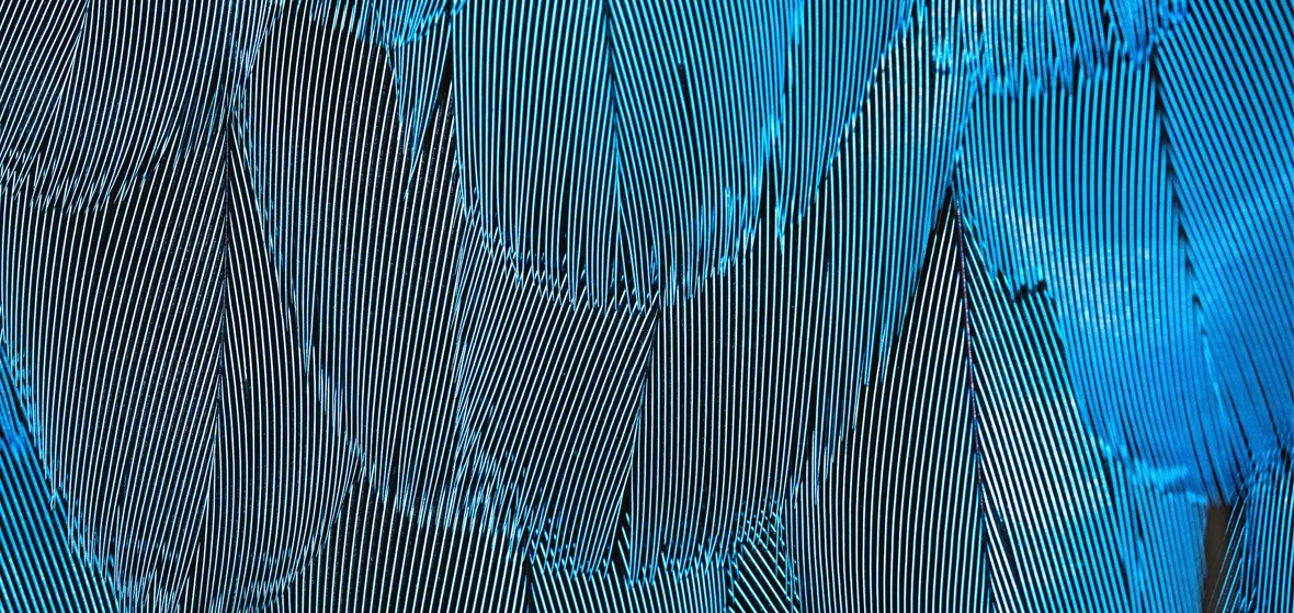 moire feather 1180x559 1 1